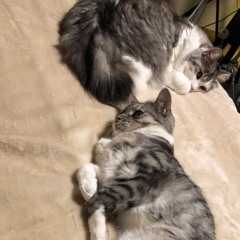 two sleepy cats in dream