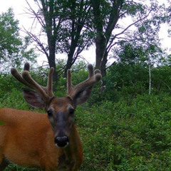 Snapshot Wisconsin Records 100 Millonth Wildlife Photo