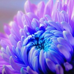 bloom