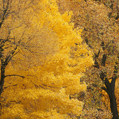 Yellow Trees (Nature Jazz Chill)