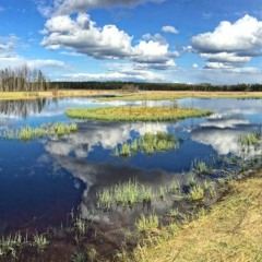 Pavalium - Viralanjärvi