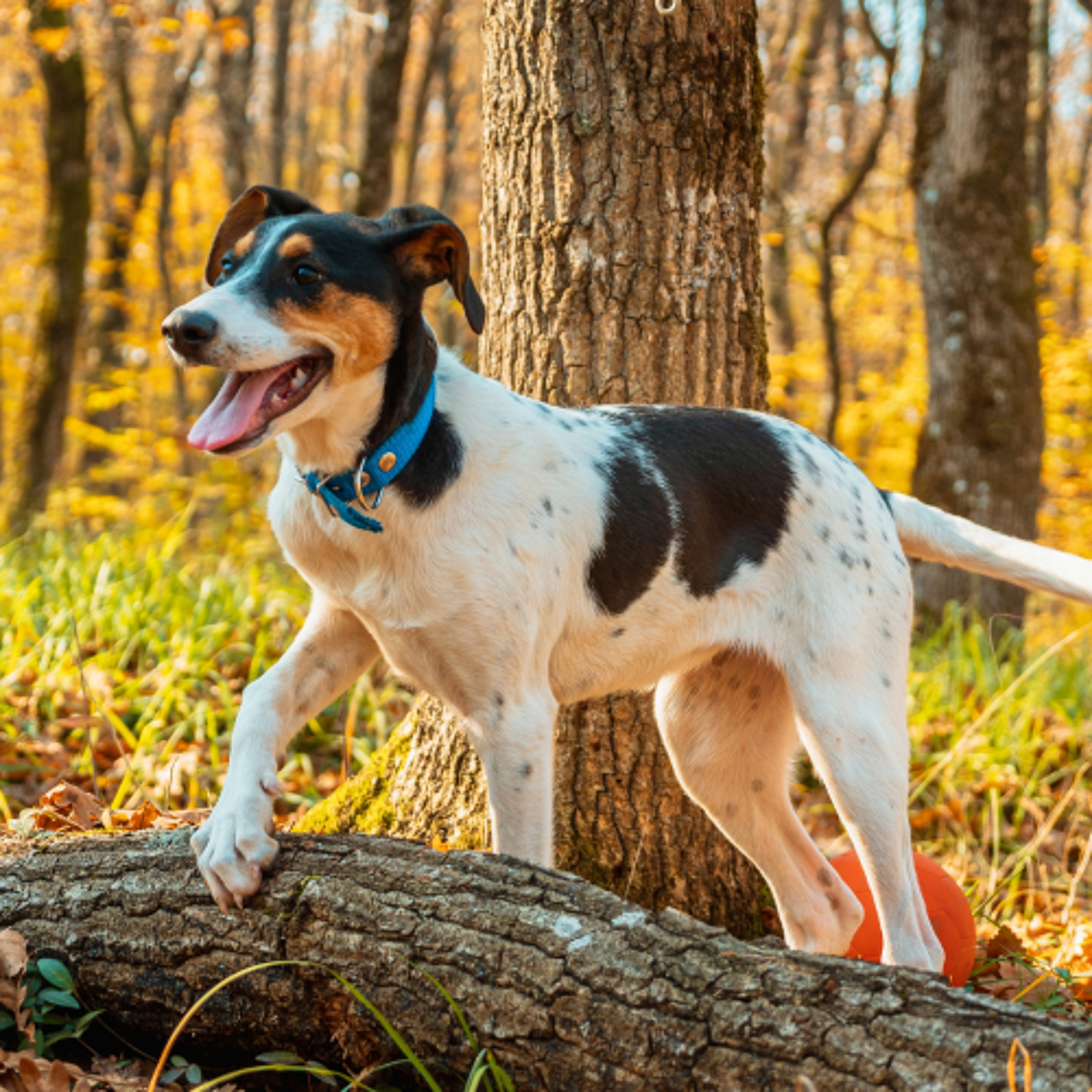 Gut Guardians: Exploring the Gut Microbiome's Influence on Pet Health episode artwork