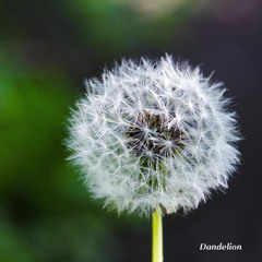 Dandelion
