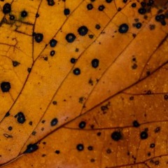 Causes of Leaf Spots and How to Fix Them?