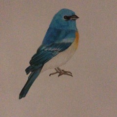 aves encantadas