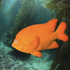 IMP / PULG - happy fun times