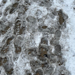 Подшарив за СК