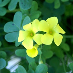 bermuda buttercup