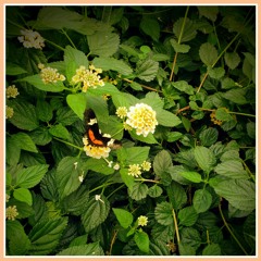 houseflorafavs_092421