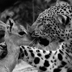 سلامي على اللي حبّها ساقني للجال