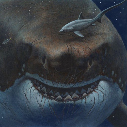 Megalodon