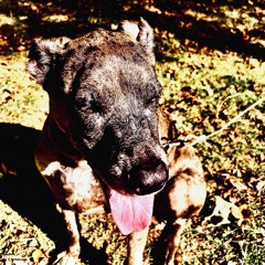 The Memo (Official Audio)