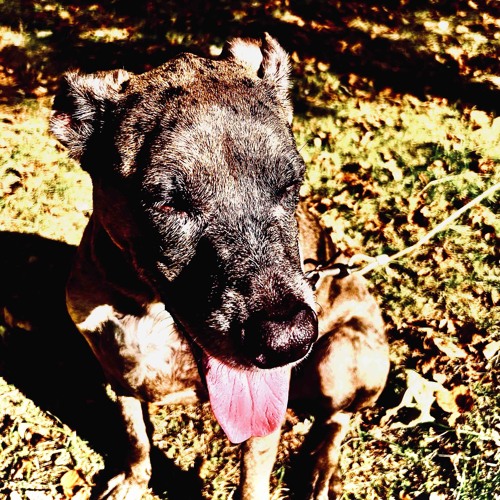 The Memo (Official Audio)