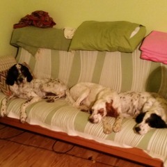 Dogs & Horses