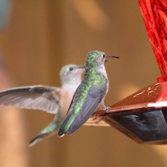 Tres Clicke' - Choppa Fall On Ya