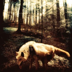 Autumn in the Wolfwood