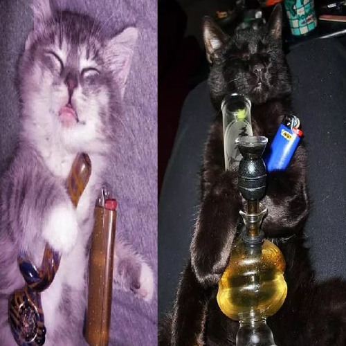 котики:3