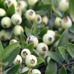 Mirto (Variation)