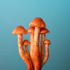 Bicycle Day - Ambient Journey