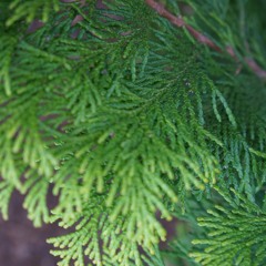 Islaewae's Grounding Meditation