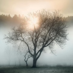 foggy mornings