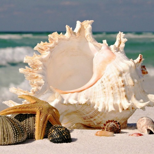 Seashells