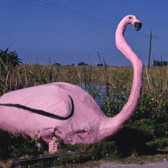Flamingo-go-go-go