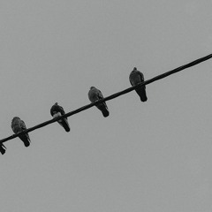 Beth Jones - Bird on a Wire (Leonard Cohen)
