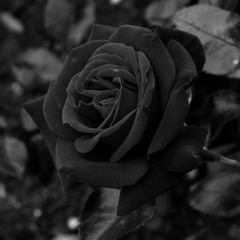 Black Roses(prod. Taurs x thislandis)