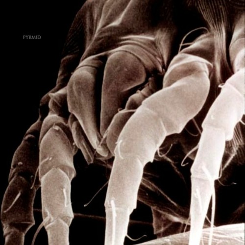 Pteronyssinus d1. Клещ Dermatophagoides pteronyssinus. Клещ Dermatophagoides farinae. House Dust Mite.
