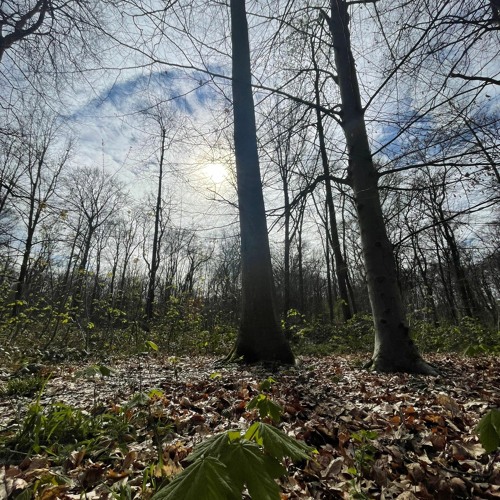 café colonius march