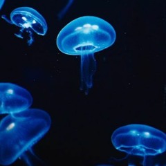 Jellyfish (v2)
