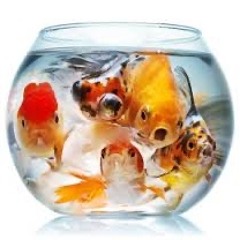 Emil Fra Høker Er En Motor