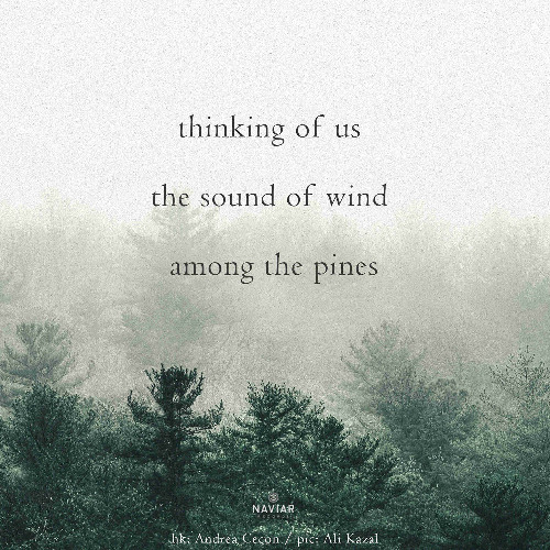 600 among the pines_Navairhaiku600