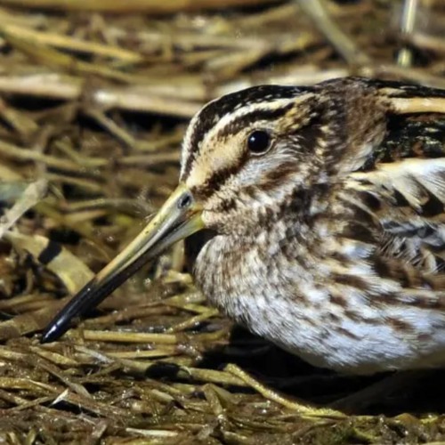 The sky horse - Jack Snipe!
