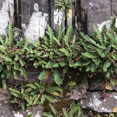 dancing body radio | mix 3 - professor yes