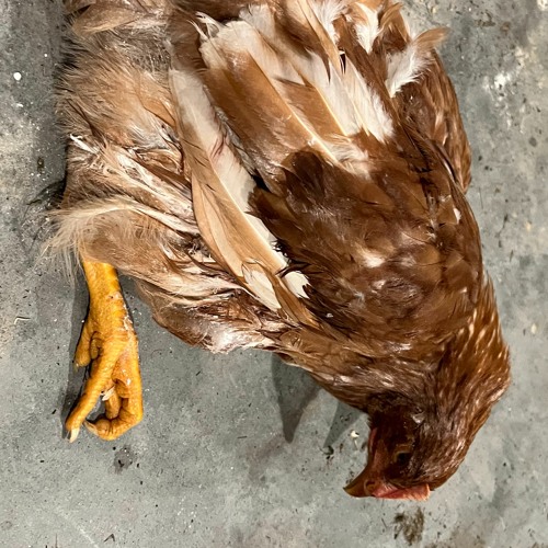 Wounded (Demo)