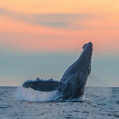 AQUAMARINA w/ Balearic Erik