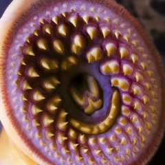 PASSENGER OF SHIT - SOLID SANDVICHED SHIT (Crist0L's Remix)