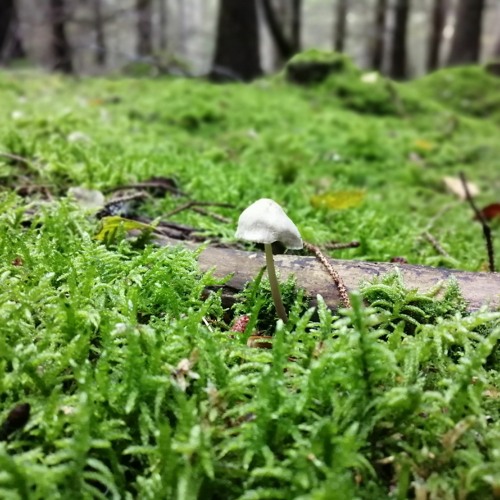 Minimix ,Jungle Garage