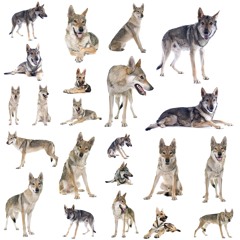 The Pack