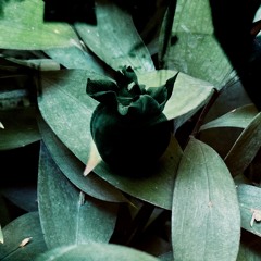 Potagère | Ambient Music for Afternoon Rêveries