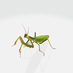 元宵祈福