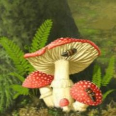 shroom trance