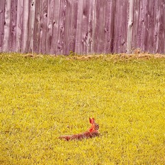 Từng nốt nhạc là lời yêu em chưa nói | Med