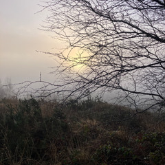 Dancing in the Woods