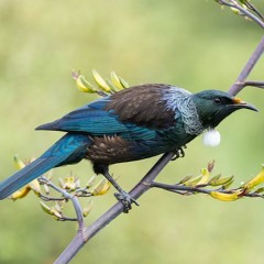 With Birds You're Never Lonely by Raymond Antrobus