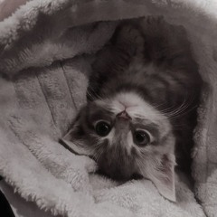 zombie -----valentine