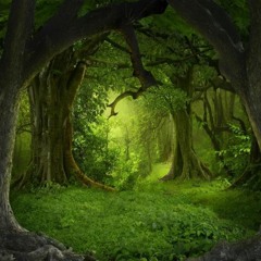 340MSmagicForestVol3 - 231219