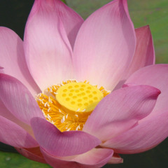 Herre kom, i hjärtat mitt,